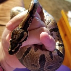 Meet your Posher, Melanie